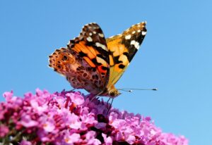 Lire la suite à propos de l’article plannings des vacances de printemps groupe papillons