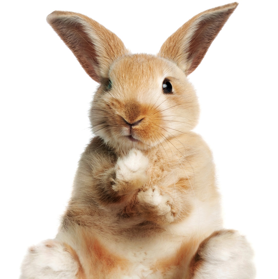 You are currently viewing planning des lapins vacances de fin d’année 2020
