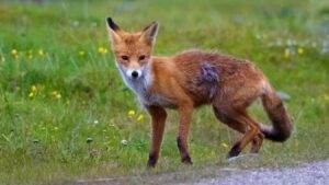 Lire la suite à propos de l’article plannings d’activités des renards juillet 2024