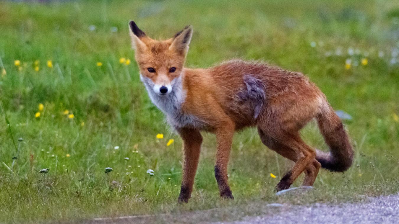 You are currently viewing Planning des renards automne 2021