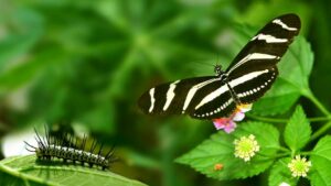 Lire la suite à propos de l’article plannings des vacances de JUILLET 2022 groupe chenilles et papillons